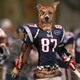Illustration for article titled Bill Belichick Builds New Tight End From Mutilated Dog Parts